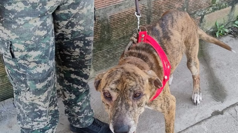 Rescataron a dos perros víctimas de maltrato en una casa del barrio Don Santiago II
