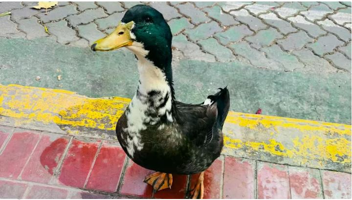 pato 1.JPG