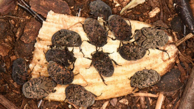 Becaria investiga el potencial de una especie de escarabajos como productor de fertilizante orgánico