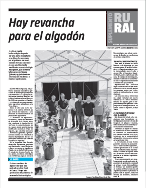 Hay revancha para el algodón