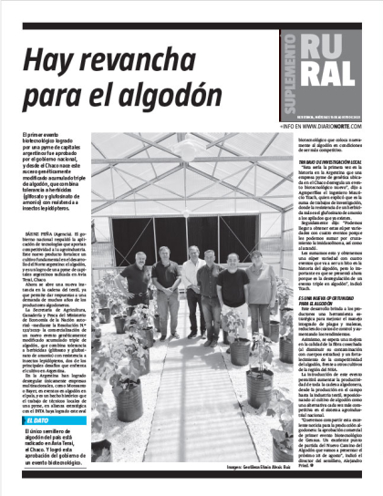 Hay revancha para el algodón