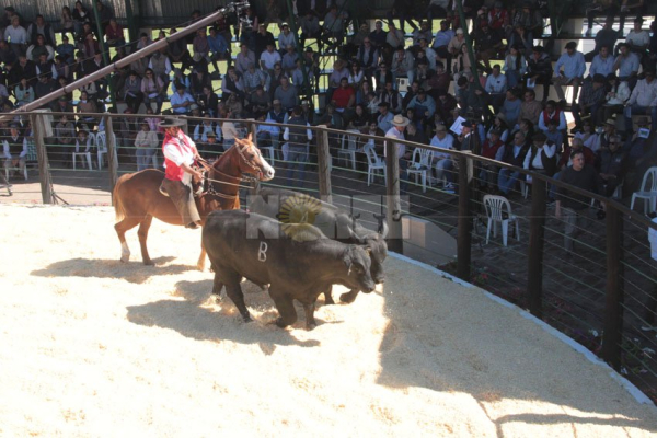 Foto: Fabian Maldonado.