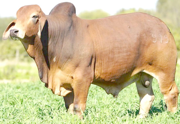 RURAL-3-ECHI-2025-BRAHMAN.jpg