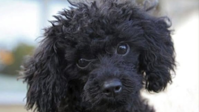 Buscan a Kim, una caniche de cuatro meses