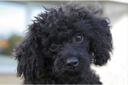 caniche.jpg