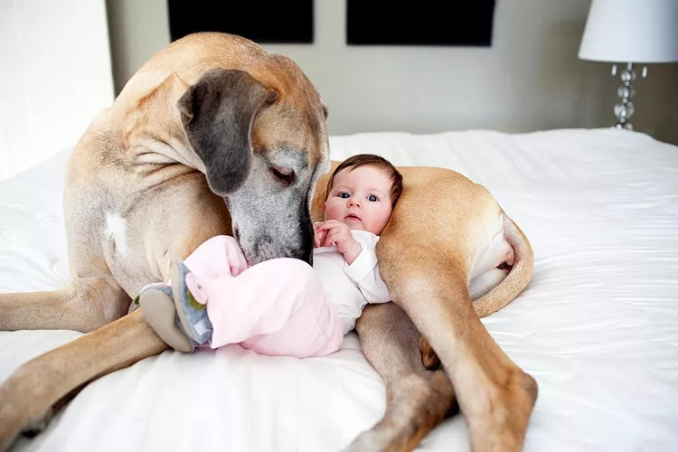 bebes&perros02.jpg