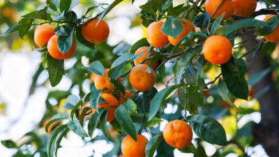 Invitan a charla sobre "Los Frutales y Nosotros" en la UNNE