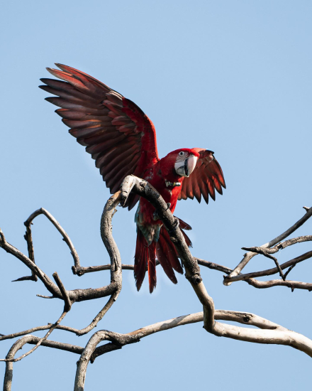 guacamayo 3.jpg