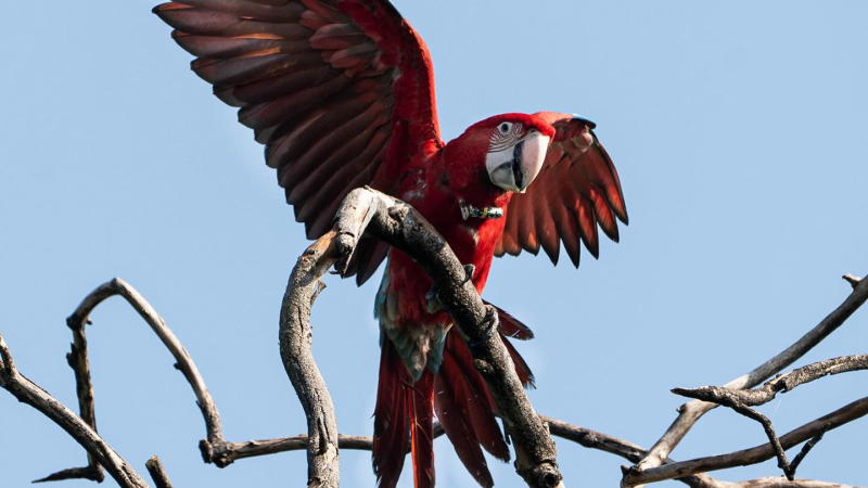 Un guacamayo murió por el disparo de una gomera en Corrientes y buscan identificar al responsable