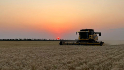 Avanza la cosecha de trigo con buenos rindes