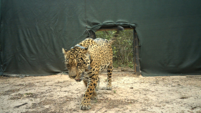 Denuncian la desaparición de Acaí, la yaguareté silvestre que había sido liberada en El Impenetrable