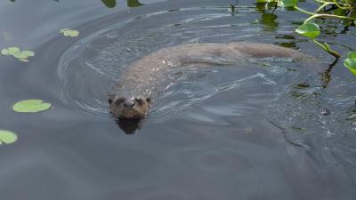 Regreso al río: las nutrias gigantes vuelven a El Impenetrable después de un siglo de extinción