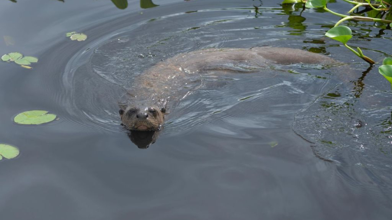 Regreso al río: las nutrias gigantes vuelven a El Impenetrable después de un siglo de extinción