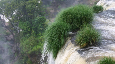 Estudio genético sirvió para proteger una planta en peligro de extinción en las Cataratas del Iguazú