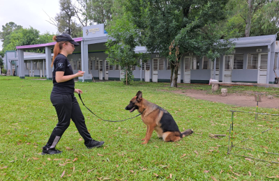 Ahora también entrenan a perros para rastreo en casos de abigeato