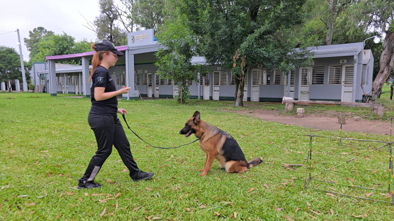 Ahora también entrenan a perros para rastreo en casos de abigeato  