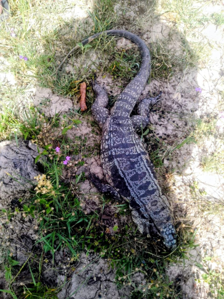 iguana.jpg