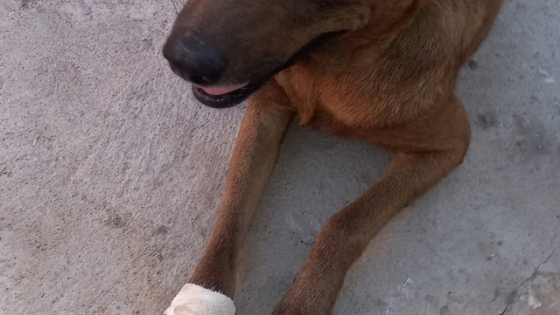 Continúa la campaña solidaria para poder operar a una perrita que fue baleada