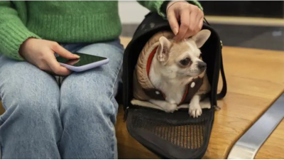 El Gobierno autorizó el transporte de mascotas en trenes y micros de larga distancia