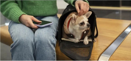 perrito traslado.JPG