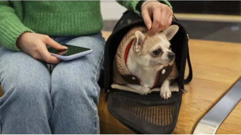 El Gobierno autorizó el transporte de mascotas en trenes y micros de larga distancia