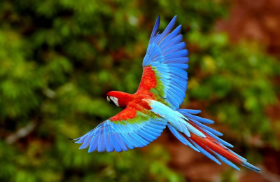 Preservar nuestras aves, un compromiso de todos