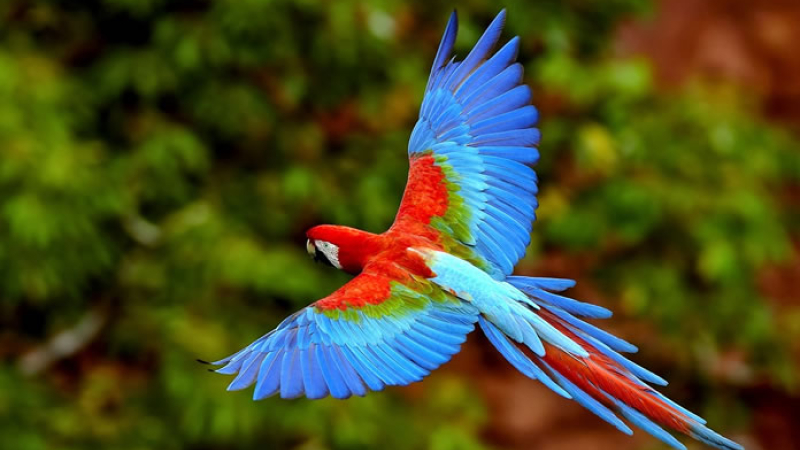 Preservar nuestras aves, un compromiso de todos