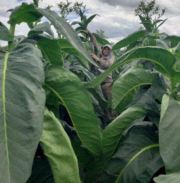 tabaco.jpg