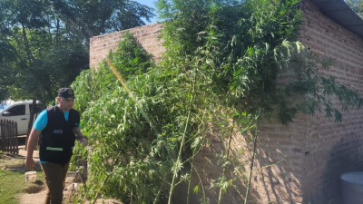 Alguien lo delató y hallaron plantas de marihuana en su casa