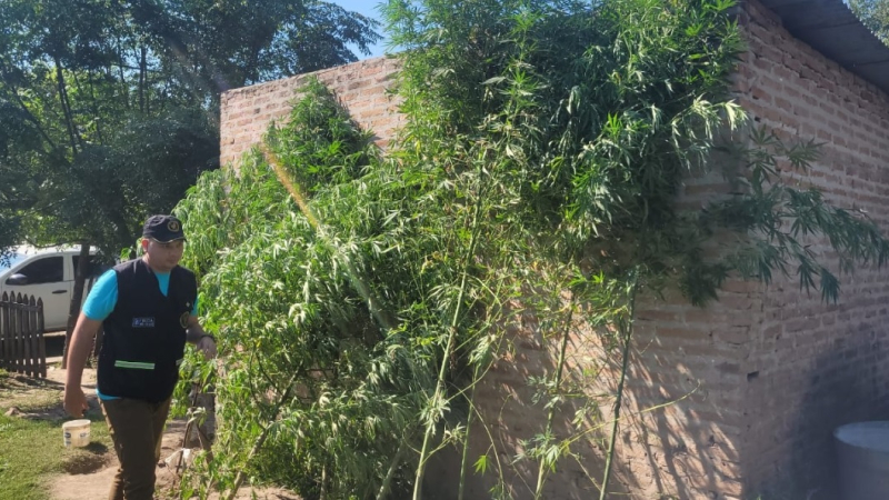 Alguien lo delató y hallaron plantas de marihuana en su casa