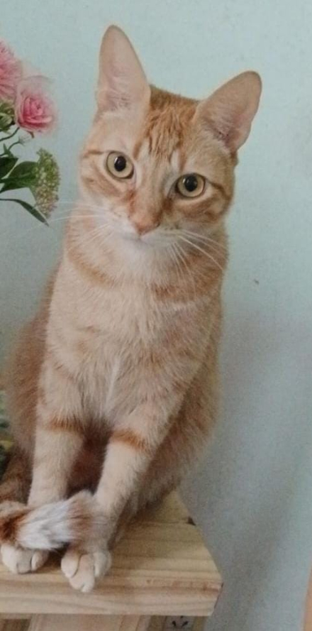 gato.jpg