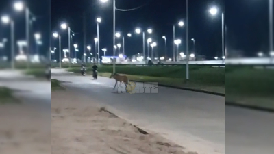 Un aguará guazú fue visto en Sáenz Peña: piden no acercarse y dar aviso a las autoridades