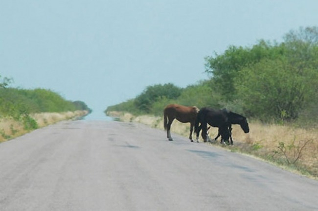 animales-sueltos