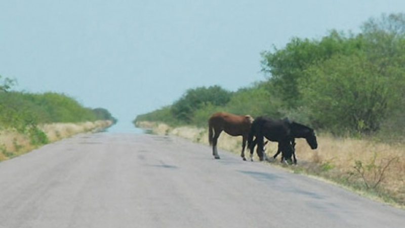 Caballos sueltos: las tragedias no impiden que todo siga igual