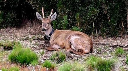 huemul