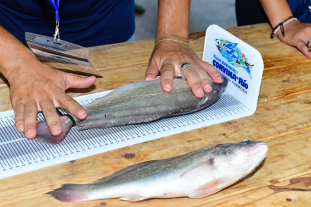 Fiesta de la Corvina29.jpg