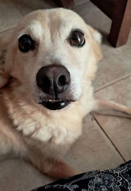 perrito.jpg