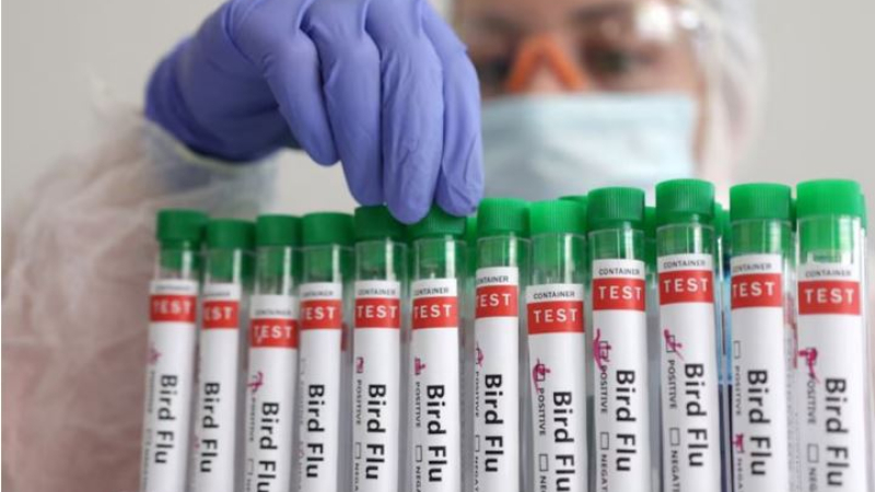 Detectan el primer caso en Europa de gripe aviar A en humanos