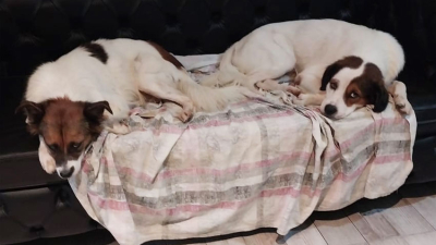 Hermanitos en adopción buscan una familia