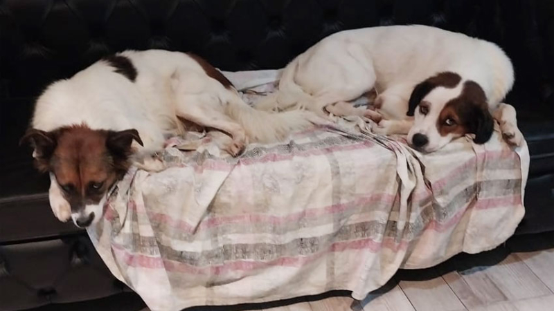 Hermanitos en adopción buscan una familia