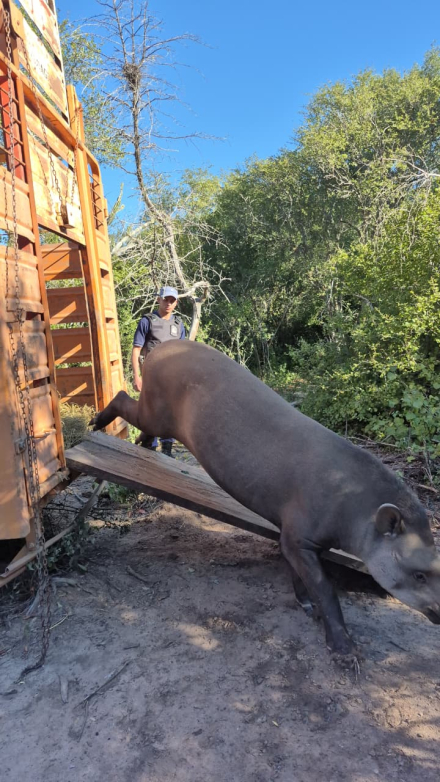 Exitosa liberación de Paz, una ejemplar hembra de tapir (2)