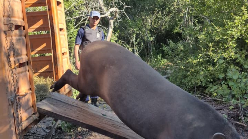 Exitosa liberación de Paz, una ejemplar hembra de tapir