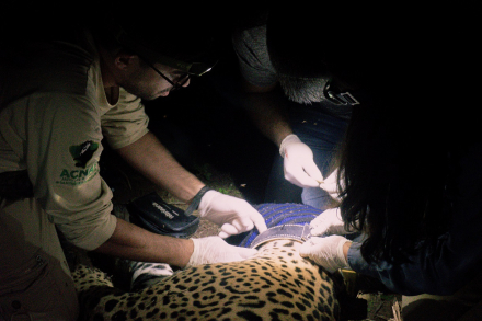 Impenetrrable - yaguarete - colocacion de collar - yaguarete nuevo numero 2 - 09 05 2026 - Mario Terrago-Rewilding Argentina6