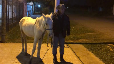 Intentó ingresar a una casa, escapó al sonar la alarma y abandonó un caballo en la fuga