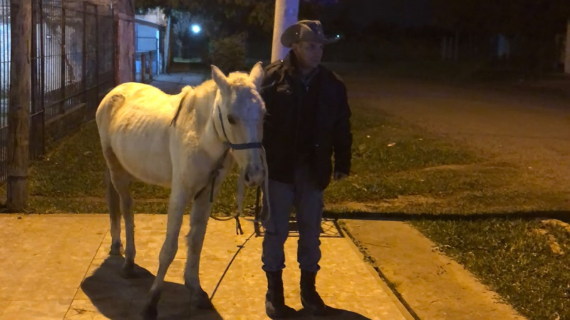 Intentó ingresar a una casa, escapó al sonar la alarma y abandonó un caballo en la fuga