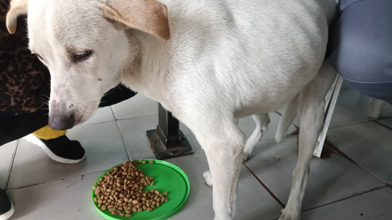 Rescataron a Blanca, una cachorra que habría sufrido días de ataque de perros