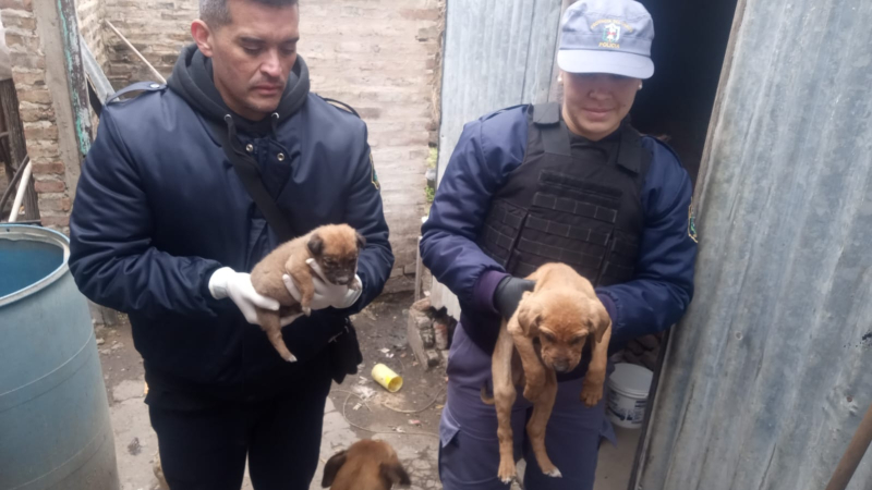 El hombre que confesó haber matado a sus dos perros tiene diez más