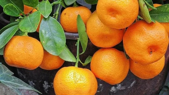 citrus