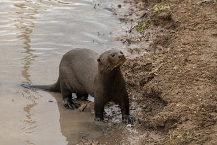 Impenetrable_Ybera_traslado nutria a Impe_02-2023_phMirandaVolpe__DSC2139