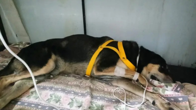 Las multas por maltrato animal podrán llegar a $18,8 millones en el Chaco